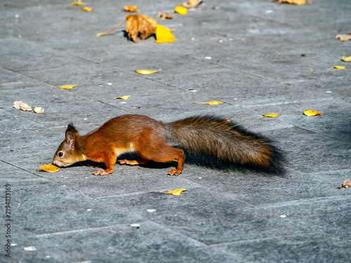 Canvastavla A beautiful squirrel with reddish fur and a bushy tail sniffs yellow autumn leaves on gray stone paving