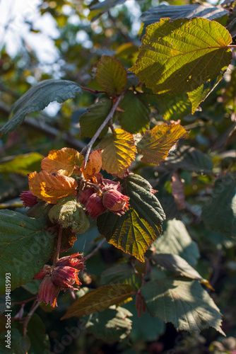 Red Filbert  an attractive ornamental and edible hazelnut shrub growing in a garden . Edible nuts wrapped in striking dark red or purple husks hanging on the branch  multi-stemmed deciduous shrub