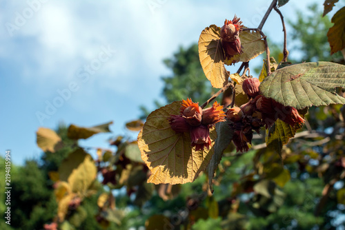 Red Filbert  an attractive ornamental and edible hazelnut shrub growing in a garden . Edible nuts wrapped in striking dark red or purple husks hanging on the branch 