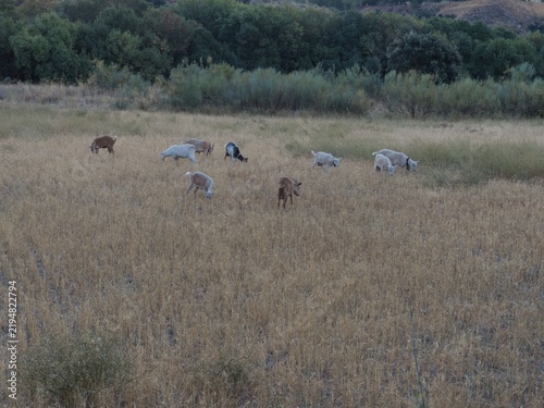 Fotografie Goats grazing in a field during late afternoon in a rural area