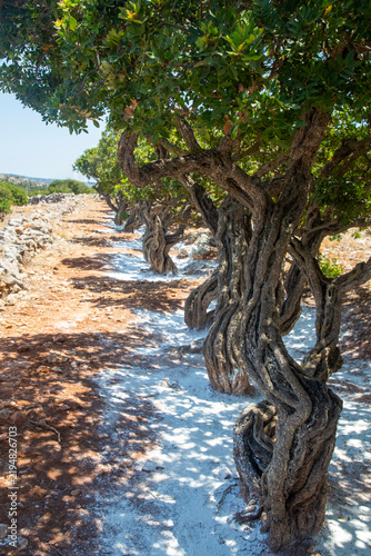 Mastic gum resin flows from the mastic tree. Chios island - Greece
