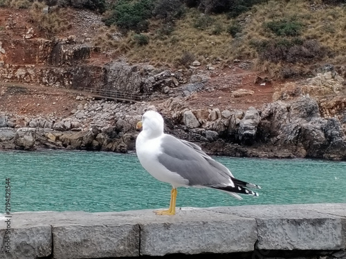 Foto seagull in Portovenere in the province of La Spezia, Italy