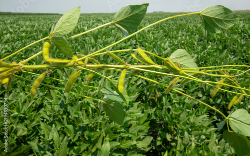 Canvastavla It is a valuable legume distinguished by its high-quality plant protein, fiber, and amino acid content; it is both consumed directly and processed into a wide variety of food and industrial products