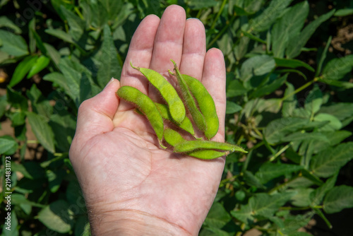 Konstfotografi It is a valuable legume distinguished by its high-quality plant protein, fiber, and amino acid content; it is both consumed directly and processed into a wide variety of food and industrial products