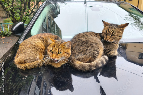 Two stray tabby cats resting together on the hood of a black car in an urban neighborhood, showing companionship, resilience, and the everyday life of homeless animals