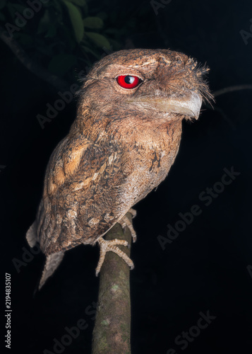 Close-up side view of a wild Papuan Frogmouth (Podargus papuensis) perched on a branch in a rainforest at night, Cape York Peninsula, Queensland, Australia