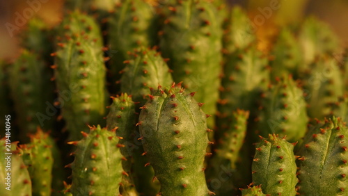 Foto Closed up photo a cluster of cacti