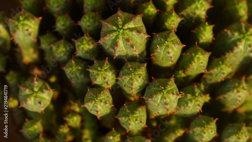 Foto Closed up photo a cluster of cacti