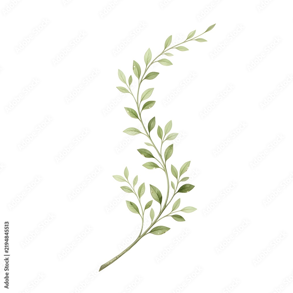 Fototapeta premium Elegant Watercolor Green Leafy Branch with Soft Delicate Foliage and Graceful Curved Stem on White