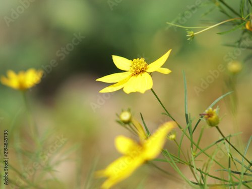Yellow flower of whorled tickseed plant