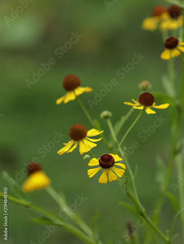 Purple headed sneezeweed flowers