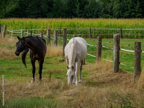 sommer im Münsterland