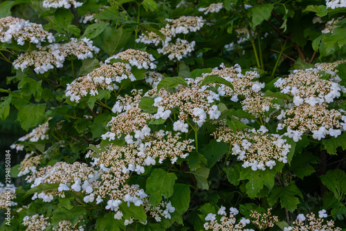 Fotografie Blooming viburnum opulus displays abundant white flowers and lush green lobed le