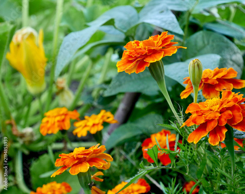 Bright orange marigold flowers bloom vibrantly in a lush green vegetable garden bed.