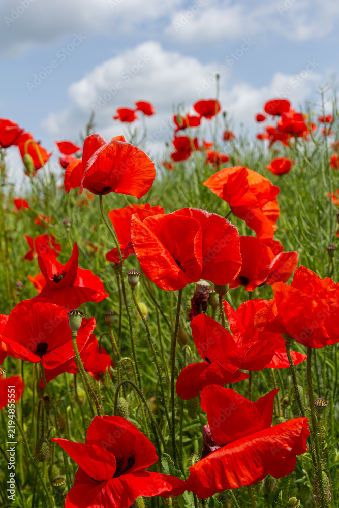 Fototapeta premium Vibrant field of Papaver rhoeas blossoms swaying in the gentle breeze under a bright blue sky during a sunny spring day