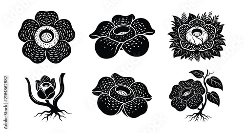 Rafflesia arnoldii flower silhouettes black and white vector illustrations