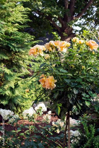 English Standard  Orange Rose Tree growing in a garden. 
Chalice-shaped blooms, filled with loosely arranged, deep orange petals. The surrounding outer petals are salmon-pink with golden-yellow unders