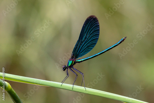 Fotografía Blauflügel- prachtlibelle am Ufer der Wesenitz bei Neukirch in der Oberlausitz 2
