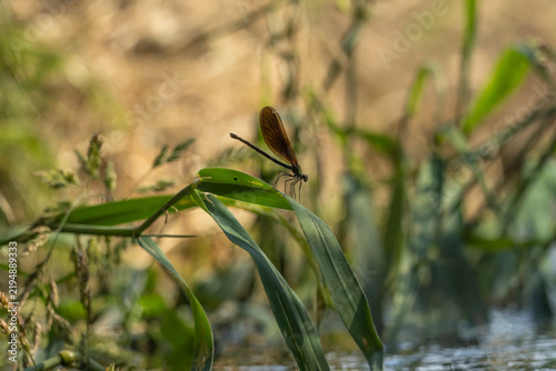 Fotografía Blauflügel- prachtlibelle am Ufer der Wesenitz bei Neukirch in der Oberlausitz 1
