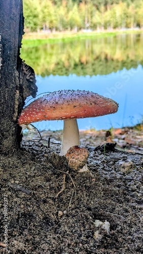 Close-up photograph of a wild mushroom growing beside a tree on the forest floor, with a calm lake and green woodland reflected in the water in the background. Natural outdoor scene