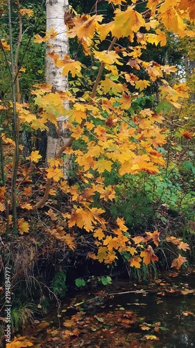 Vertical autumnal landscape maple tree with lush golden yellow fall foliage on shore of small pond or river with still water surface in forest or park. Natural background from vibrant autumn leaves.