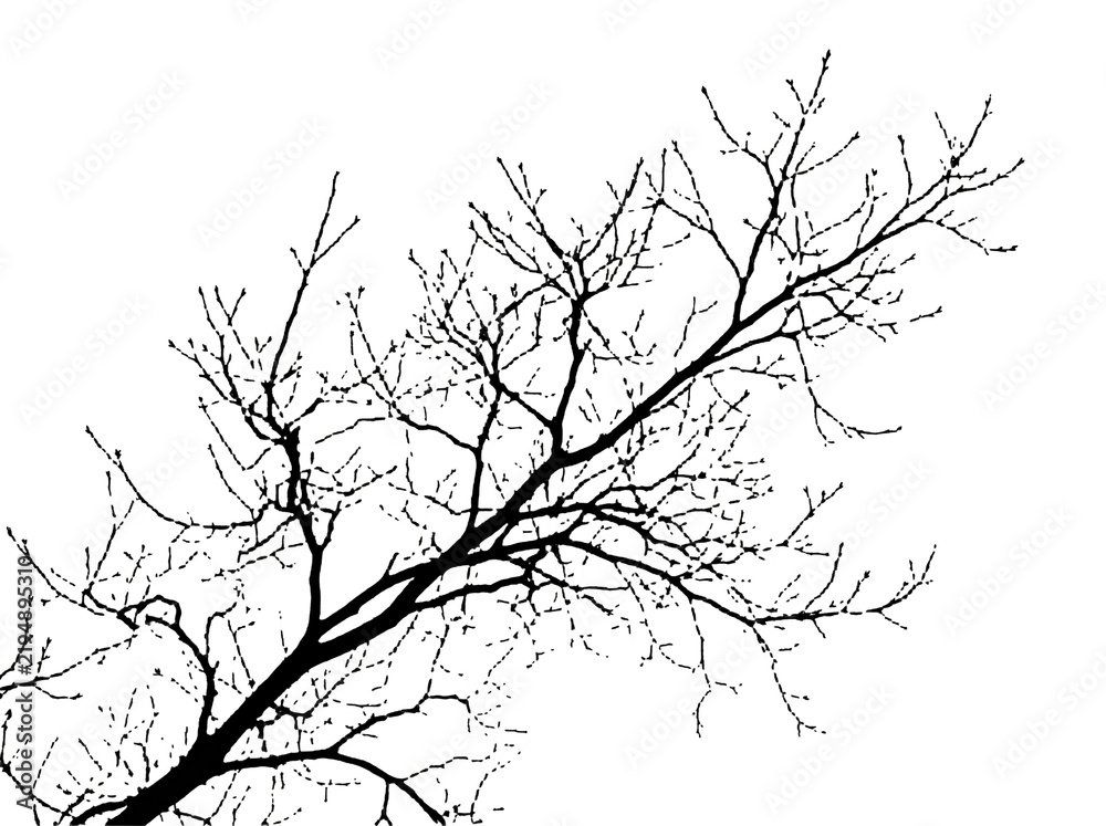 Fototapeta premium Bare winter tree branch silhouette on white background | Minimalist black and white nature branch art | Intricate leafless twigs isolated vector style | Stark tree branches against white sky