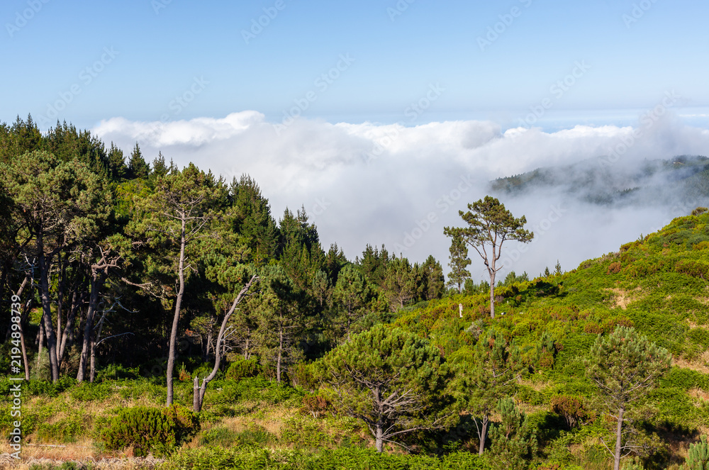 Obraz premium Dramatic Madeira landscape with lush green hills and misty clouds. Dense forest meets rolling terrain under a soft sky. Natural scenery of Portugal's island paradise.