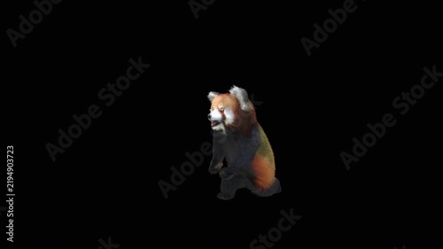 Cute 3D animated red panda dancing rumba with alpha channel. Cartoon animal character isolated for compositing, motion graphics, video editing, and digital content creation.