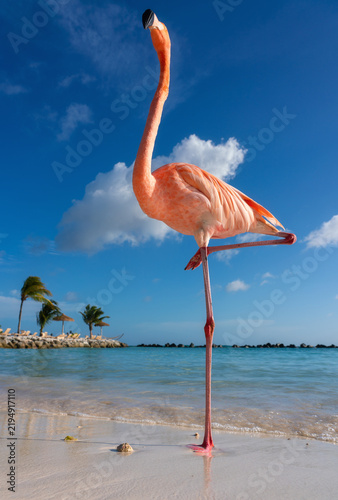 Flamingo standing on one leg looking up on a tropical beach