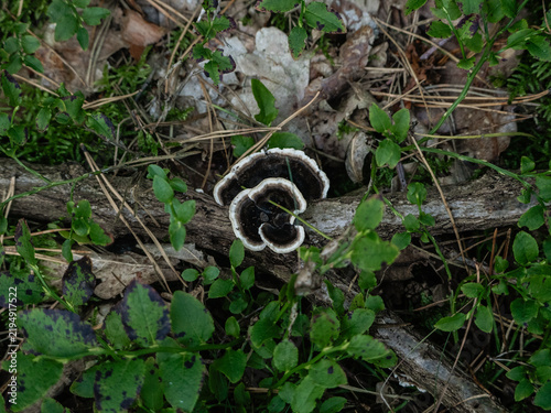 Obraz na plátně A fungus from the polypore family grows on a rotten branch