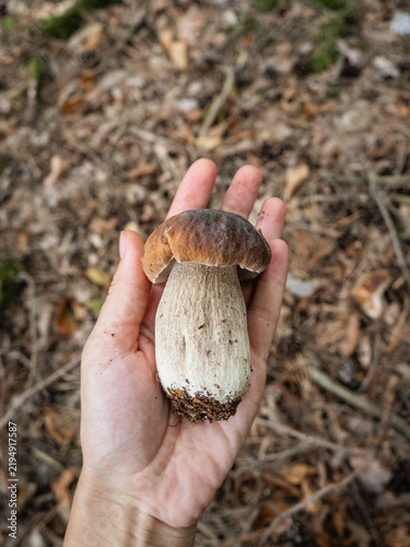 Foto edible mushroom in the forest