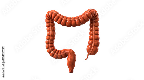 Quadro su tela Human Large Intestine Anatomy with Appendix, 3D Illustration Isolated on White B