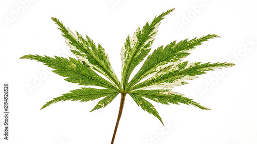 Variegated Green and White Palmate Leaf Isolated on Pure White