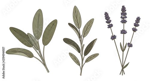 Hand drawn botanical illustration set of lavender and sage herbs isolated on white background for health and wellness