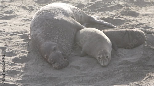 Three elephant seals of different sizes resting side by side
