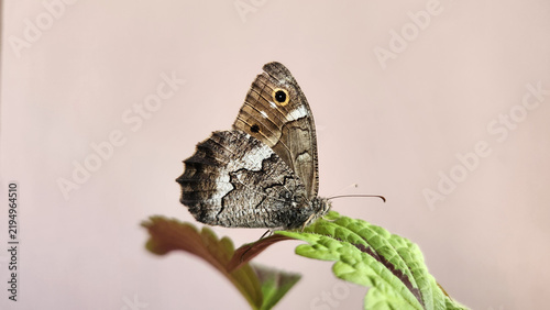 Foto Anatolian Reddish Grayling is a butterfly native to Turkey, known for its beautifully camouflaged underside patterns that blend seamlessly with tree trunks, rocks, and dry grass