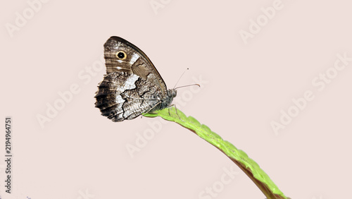 Bild auf Leinwand Anatolian Reddish Grayling is a butterfly native to Turkey, known for its beautifully camouflaged underside patterns that blend seamlessly with tree trunks, rocks, and dry grass