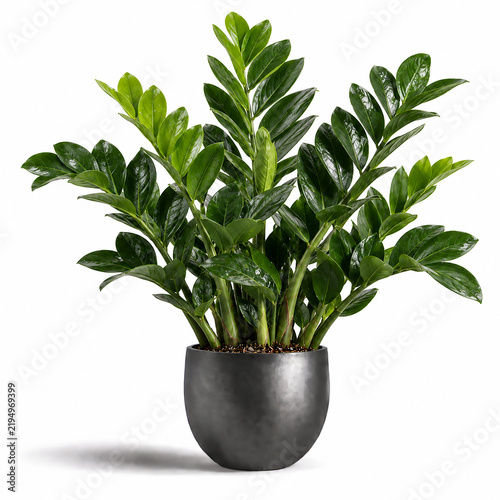 ZZ Plant Illustration: Glossy Green Foliage with Upright Stems and Elegant Tropical Houseplant Details