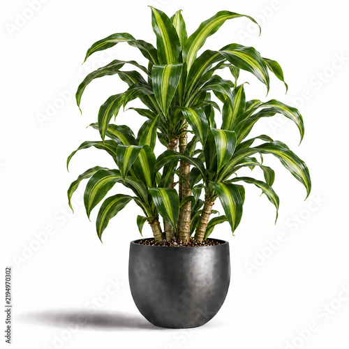 Dracaena Fragrans Illustration: Tropical Corn Plant with Long Striped Green Leaves and Elegant Botanical Foliage