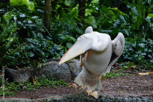 A giant pelican in the Singapore zoo