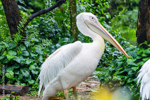 A giant pelican in the Singapore zoo