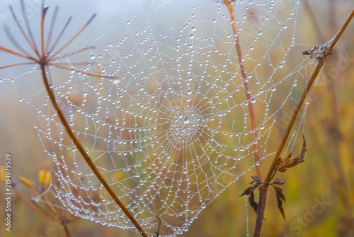 closeup wet spider web in watr drops after a rain, wild natural background