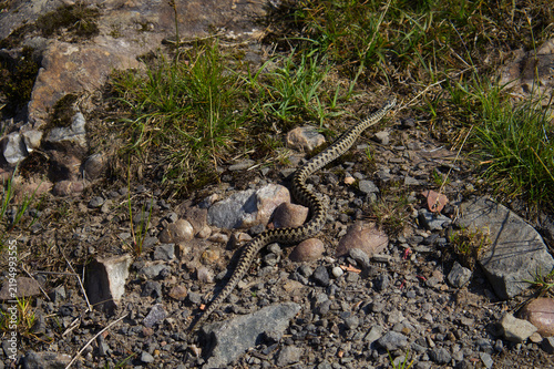 Canvastavla Common European adder (Vipera berus) slithering across rocky ground in natural habitat