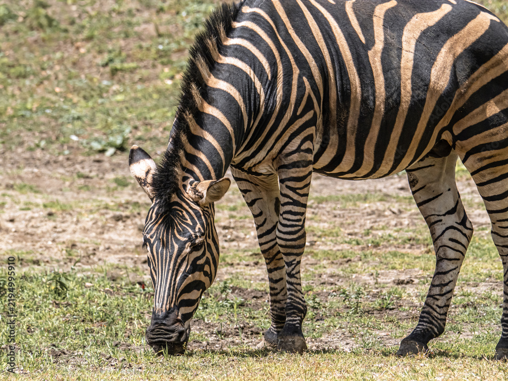 Obraz premium Zebra Grazing Outdoors in a Green Grassy Landscape