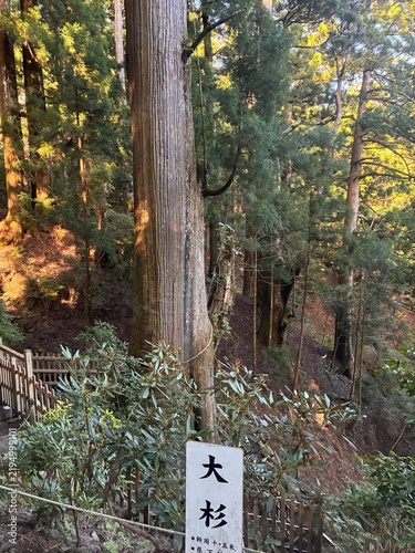 Quadro su tela 玉置神社 大杉
