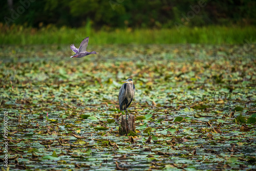 Great Blue Heron with Merganser Duck in Flight over Pond