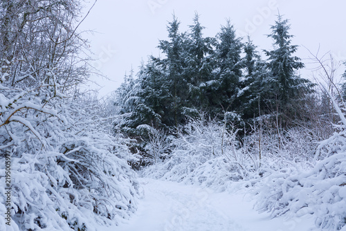 Frozen fir trees after a snowfall on a cold winter day .