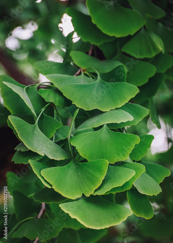 Ginkgo biloba tree with leaves, plant used in Chinese medicine. Ginkgo tree green leaves, medicinal plant decorative. Leaves of a Ginkgobiloba tree in a garden of pharmaceutical herbs