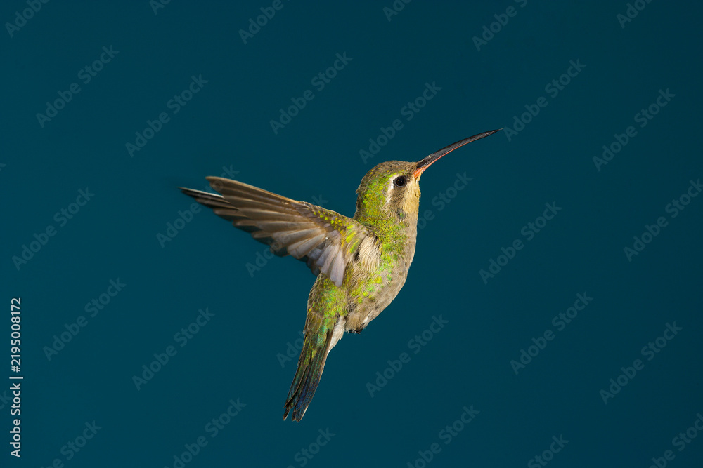 Obraz premium Female Broad-billed Hummingbird in flight