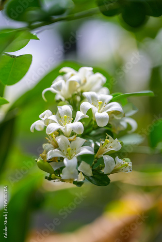 фотографія Fresh blooming white orange jessamine flower cluster in peaceful green garden sh